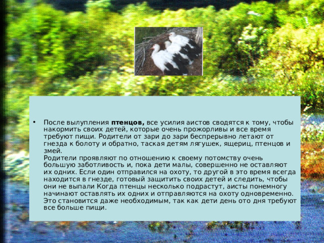 После вылупления птенцов, все усилия аистов сводятся к тому, чтобы накормить своих детей, которые очень прожорливы и все время требуют пищи. Родители от зари до зари беспрерывно летают от гнезда к болоту и обратно, таская детям лягушек, ящериц, птенцов и змей.  Родители проявляют по отношению к своему потомству очень большую заботливость и, пока дети малы, совершенно не оставляют их одних. Если один отправился на охоту, то другой в это время всегда находится в гнезде, готовый защитить своих детей и следить, чтобы они не выпали Когда птенцы несколько подрастут, аисты понемногу начинают оставлять их одних и отправляются на охоту одновременно. Это становится даже необходимым, так как дети день ото дня требуют все больше пищи.   