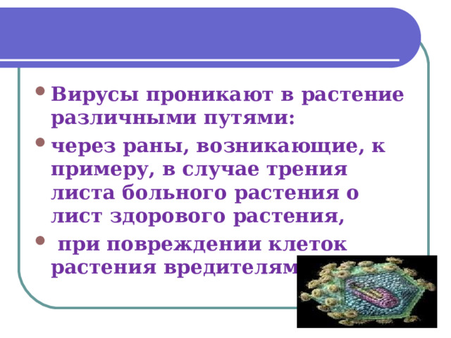 Вирусы проникают в растение различными путями: через раны, возникающие, к примеру, в случае трения листа больного растения о лист здорового растения,  при повреждении клеток растения вредителями  