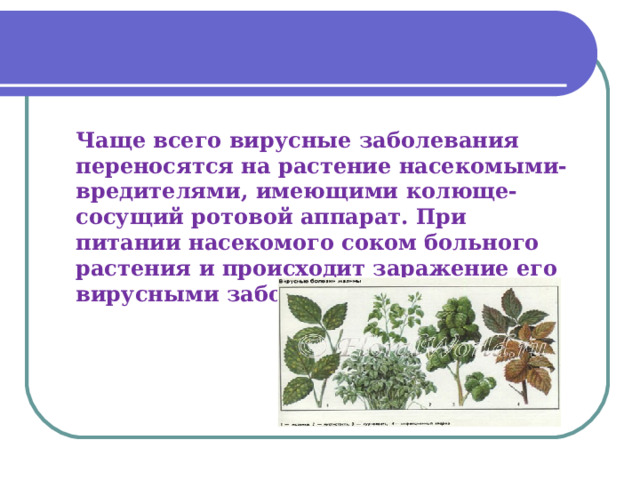 Чаще всего вирусные заболевания переносятся на растение насекомыми-вредителями, имеющими колюще-сосущий ротовой аппарат. При питании насекомого соком больного растения и происходит заражение его вирусными заболеваниями . 