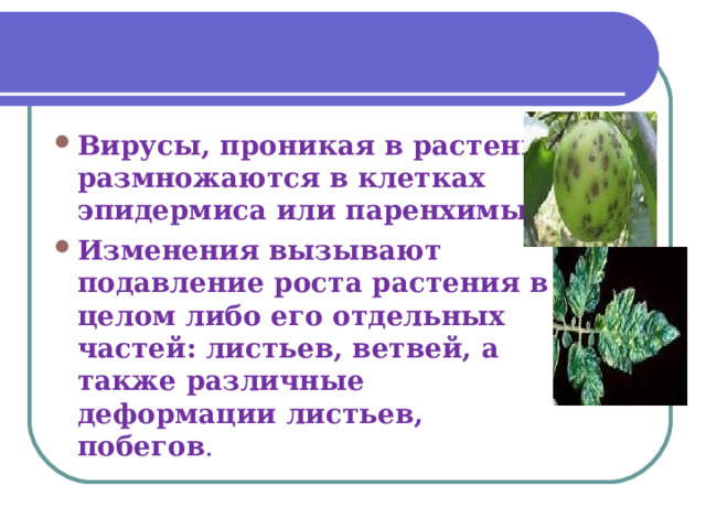 Вирусы, проникая в растение, размножаются в клетках эпидермиса или паренхимы. Изменения вызывают подавление роста растения в целом либо его отдельных частей: листьев, ветвей, а также различные деформации листьев, побегов . 