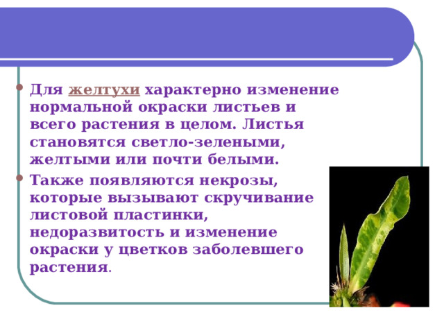 Для  желтухи  характерно изменение нормальной окраски листьев и всего растения в целом. Листья становятся светло-зелеными, желтыми или почти белыми. Также появляются некрозы, которые вызывают скручивание листовой пластинки, недоразвитость и изменение окраски у цветков заболевшего растения .  