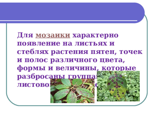 Для  мозаики  характерно появление на листьях и стеблях растения пятен, точек и полос различного цвета, формы и величины, которые разбросаны группами по листовой пластинке . 