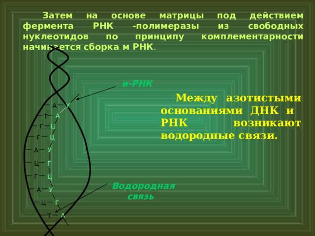   Затем на основе матрицы под действием фермента РНК -полимеразы из свободных нуклеотидов по принципу комплементарности начинается сборка м РНК . и-РНК  Между азотистыми основаниями ДНК и РНК возникают водородные связи. У А А  Т Ц Г Ц Г У А Г Ц Ц Г Водородная  связь  У А Г  Ц А Т 