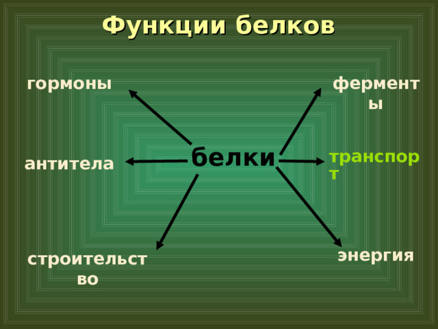 Функции белков   ферменты гормоны белки транспорт антитела энергия строительство 