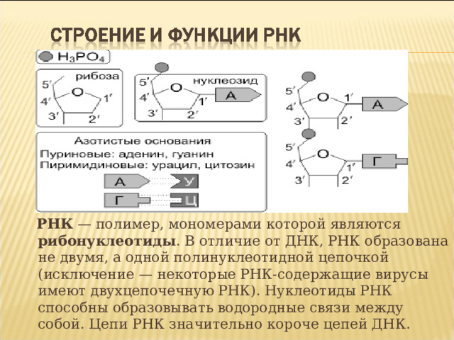  РНК — полимер, мономерами которой являются рибонуклеотиды . В отличие от ДНК, РНК образована не двумя, а одной полинуклеотидной цепочкой (исключение — некоторые РНК-содержащие вирусы имеют двухцепочечную РНК). Нуклеотиды РНК способны образовывать водородные связи между собой. Цепи РНК значительно короче цепей ДНК. 