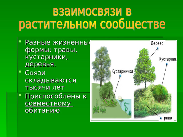 Разные жизненные формы: травы, кустарники, деревья. Связи складываются тысячи лет Приспособлены к совместному обитанию 