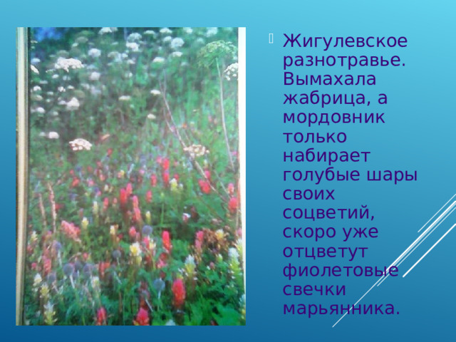 Жигулевское разнотравье. Вымахала жабрица, а мордовник только набирает голубые шары своих соцветий, скоро уже отцветут фиолетовые свечки марьянника. 