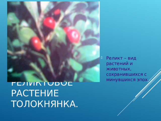 Реликт – вид растений и животных, сохранившихся с минувшихся эпох. РЕЛИКТОВОЕ РАСТЕНИЕ ТОЛОКНЯНКА. 