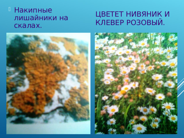 ЦВЕТЕТ НИВЯНИК И КЛЕВЕР РОЗОВЫЙ. Накипные лишайники на скалах. 