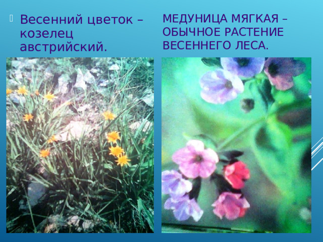 МЕДУНИЦА МЯГКАЯ – ОБЫЧНОЕ РАСТЕНИЕ ВЕСЕННЕГО ЛЕСА. Весенний цветок – козелец австрийский. 