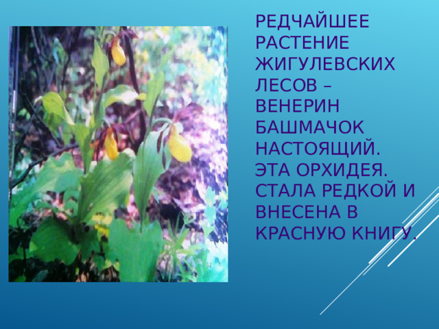       РЕДЧАЙШЕЕ РАСТЕНИЕ ЖИГУЛЕВСКИХ ЛЕСОВ – ВЕНЕРИН БАШМАЧОК НАСТОЯЩИЙ. ЭТА ОРХИДЕЯ. СТАЛА РЕДКОЙ И ВНЕСЕНА В КРАСНУЮ КНИГУ. 