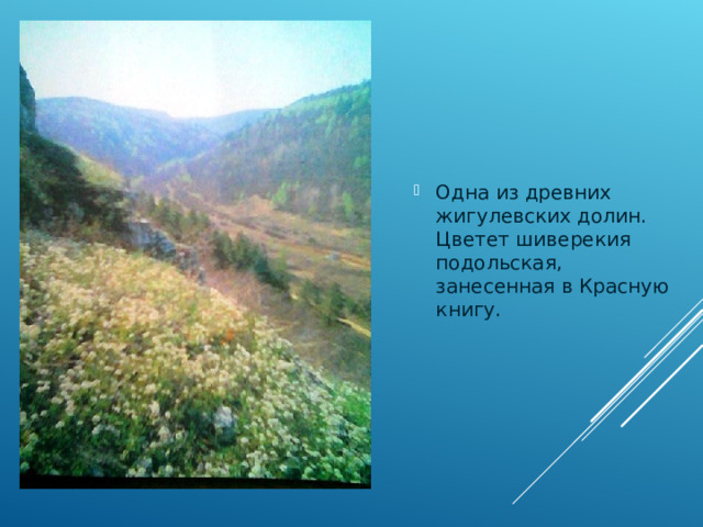 Одна из древних жигулевских долин. Цветет шиверекия подольская, занесенная в Красную книгу. 