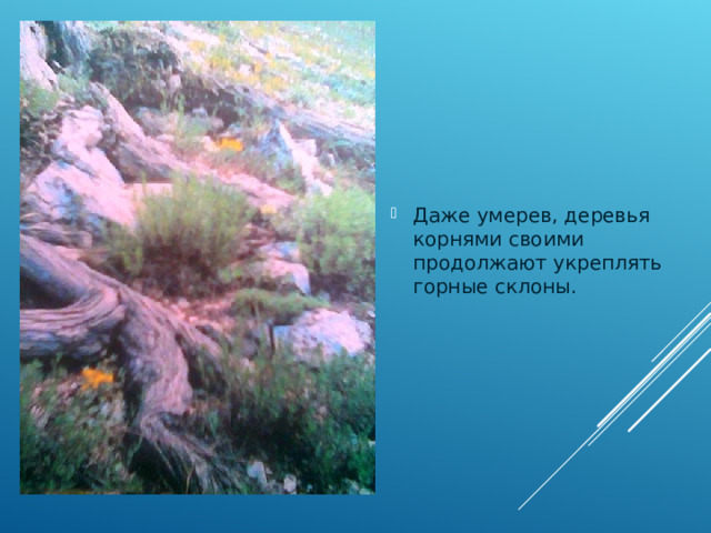 Даже умерев, деревья корнями своими продолжают укреплять горные склоны. 
