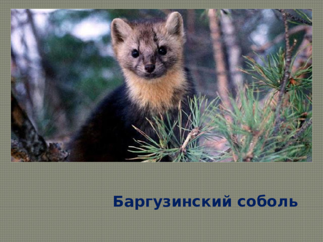 Баргузинский соболь 