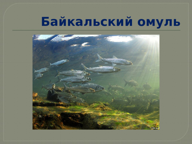 Байкальский омуль 