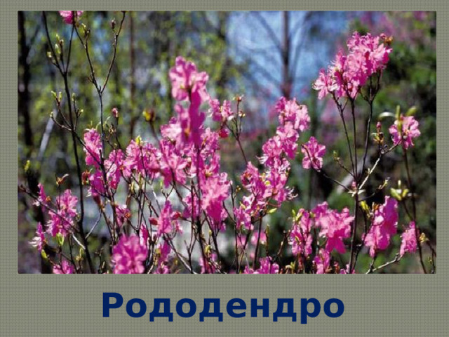   Рододендрон   
