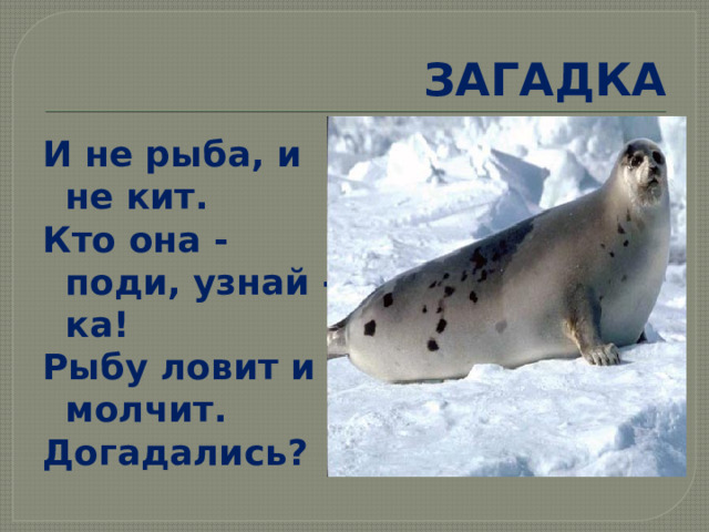 ЗАГАДКА И не рыба, и не кит. Кто она - поди, узнай -ка! Рыбу ловит и молчит. Догадались? 