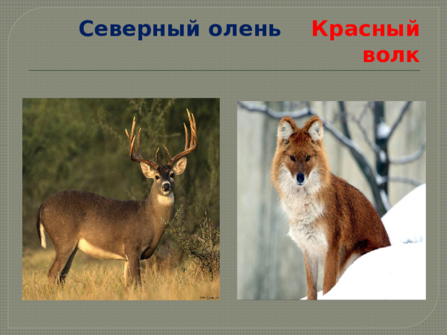 Северный олень Красный волк 