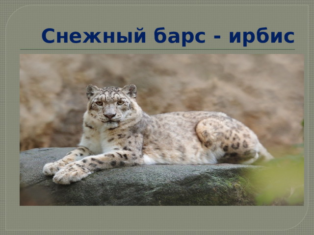 Снежный барс - ирбис 