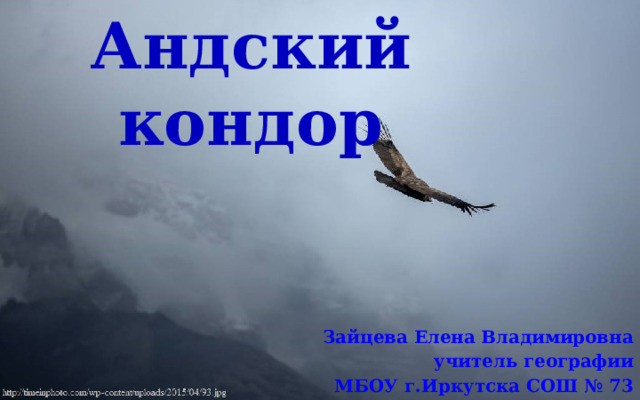 Андский кондор Зайцева Елена Владимировна учитель географии МБОУ г.Иркутска СОШ № 73 
