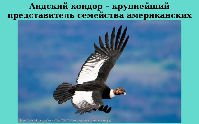 Андский кондор – крупнейший представитель семейства американских грифов. 