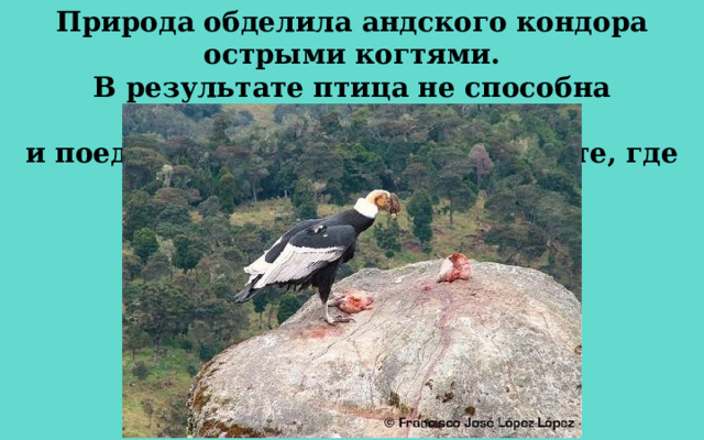Природа обделила андского кондора острыми когтями. В результате птица не способна переносить добычу и поедает её прямо на том же месте, где ловит. 