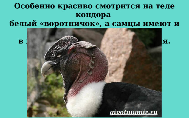 Особенно красиво смотрится на теле кондора белый «воротничок», а самцы имеют и «украшение» в виде красного мясистого гребня. 