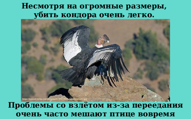 Несмотря на огромные размеры, убить кондора очень легко. Проблемы со взлётом из-за переедания очень часто мешают птице вовремя скрыться от опасности. 