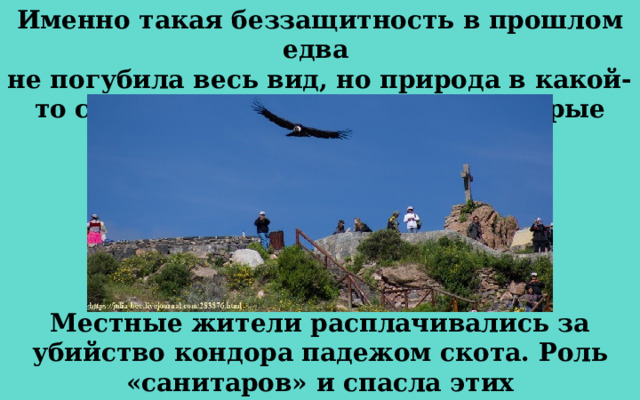 Именно такая беззащитность в прошлом едва не погубила весь вид, но природа в какой-то степени наказала и людей, которые охотились на кондоров. Местные жители расплачивались за убийство кондора падежом скота. Роль «санитаров» и спасла этих величественных птиц от полного истребления. 