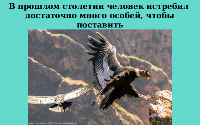 В прошлом столетии человек истребил достаточно много особей, чтобы поставить  вид под угрозу исчезновения. 