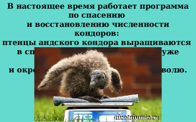 В настоящее время работает программа по спасению и восстановлению численности кондоров:  птенцы андского кондора выращиваются в специальных заповедниках, а уже повзрослевшую и окрепшую особь выпускают на волю. 