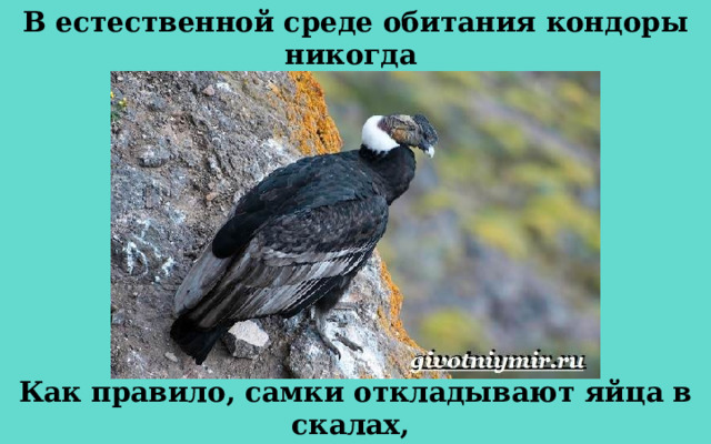 В естественной среде обитания кондоры никогда не строят гнезд. Как правило, самки откладывают яйца в скалах,  в крайнем случае – в дуплах деревьев. 