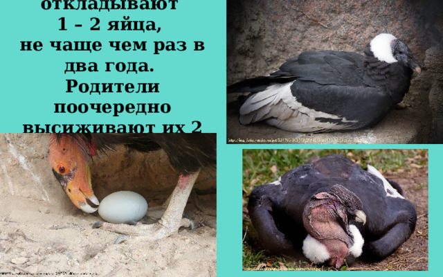 Кондоры откладывают 1 – 2 яйца, не чаще чем раз в два года. Родители поочередно высиживают их 2 месяца.  