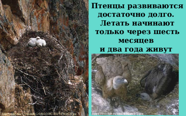 Птенцы развиваются достаточно долго. Летать начинают только через шесть месяцев и два года живут с родителями. 
