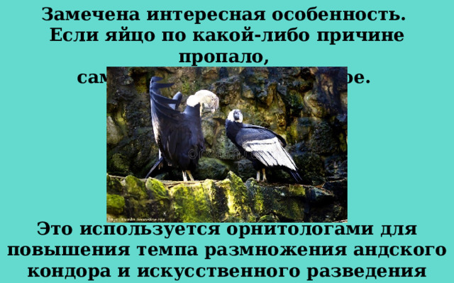 Замечена интересная особенность. Если яйцо по какой-либо причине пропало, самка тут же сносит второе. Это используется орнитологами для повышения темпа размножения андского кондора и искусственного разведения птиц в инкубаторе. 