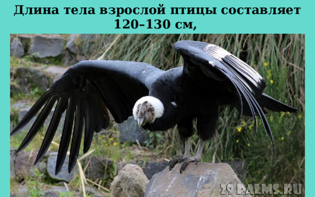 Длина тела взрослой птицы составляет 120–130 см,  а вес взрослого самца достигает 15 килограммов. 