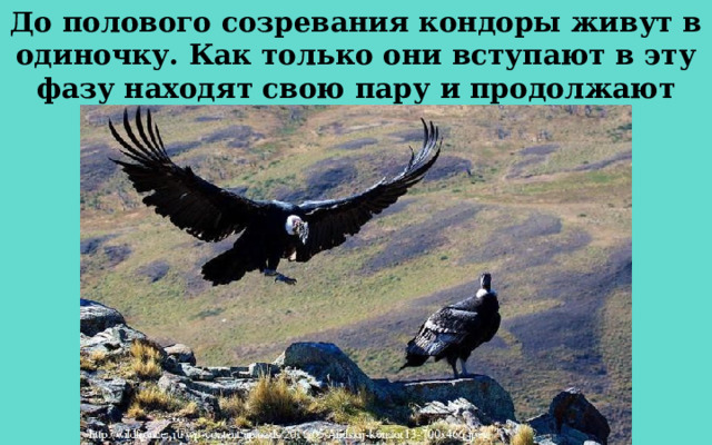 До полового созревания кондоры живут в одиночку. Как только они вступают в эту фазу находят свою пару и продолжают жить с ней до конца своих дней. 