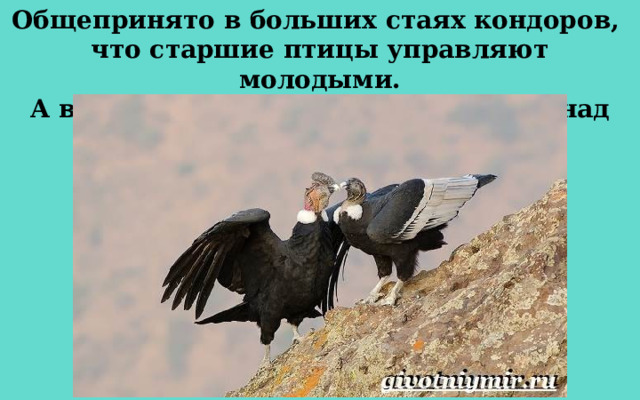 Общепринято в больших стаях кондоров, что старшие птицы управляют молодыми. А в парах всегда доминирует самец над самкой.  