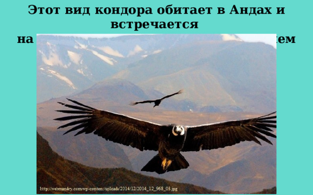 Этот вид кондора обитает в Андах и встречается на высоте до 5000 метров над уровнем моря. 