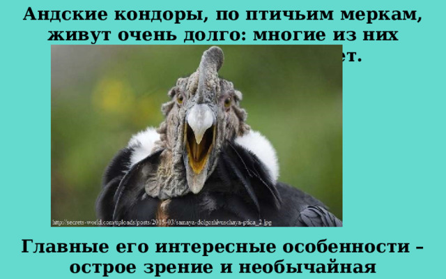 Андские кондоры, по птичьим меркам, живут очень долго: многие из них достигают возраста 50 лет. Главные его интересные особенности – острое зрение и необычайная выносливость. 