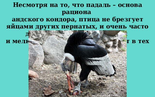 Несмотря на то, что падаль – основа рациона андского кондора, птица не брезгует яйцами других пернатых, и очень часто добычей становятся птенцы и мелкие птицы, которые обитают в тех же местах. 