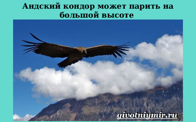 Андский кондор может парить на большой высоте в течение нескольких часов, высматривая добычу. 