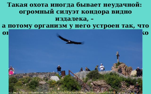 Такая охота иногда бывает неудачной: огромный силуэт кондора видно издалека, – а потому организм у него устроен так, что он может обходиться без пищи несколько суток подряд. 