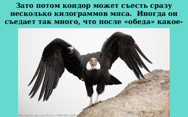 Зато потом кондор может съесть сразу несколько килограммов мяса.  Иногда он съедает так много, что после «обеда» какое-то время просто не может взлететь. 