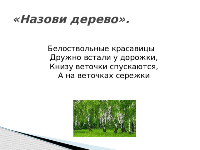 «Назови дерево». Белоствольные красавицы  Дружно встали у дорожки,  Книзу веточки спускаются,  А на веточках сережки  