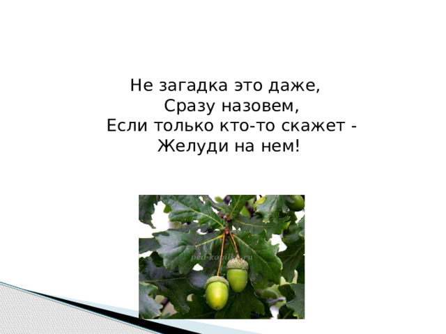 Не загадка это даже,  Сразу назовем,  Если только кто-то скажет -  Желуди на нем!  
