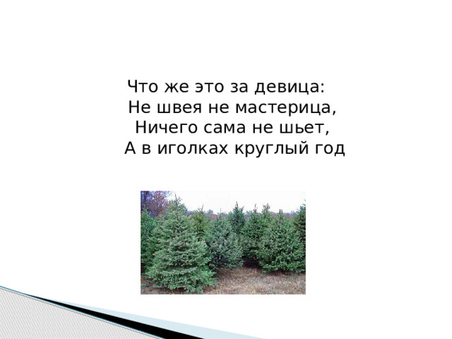 Что же это за девица:   Не швея не мастерица,   Ничего сама не шьет,   А в иголках круглый год  