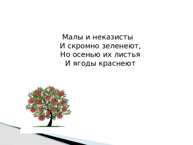 Малы и неказисты  И скромно зеленеют,  Но осенью их листья  И ягоды краснеют  