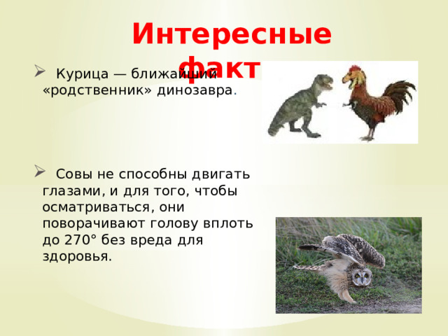 Интересные факты    Курица — ближайший «родственник» динозавра .  Совы не способны двигать глазами, и для того, чтобы осматриваться, они поворачивают голову вплоть до 270° без вреда для здоровья. 