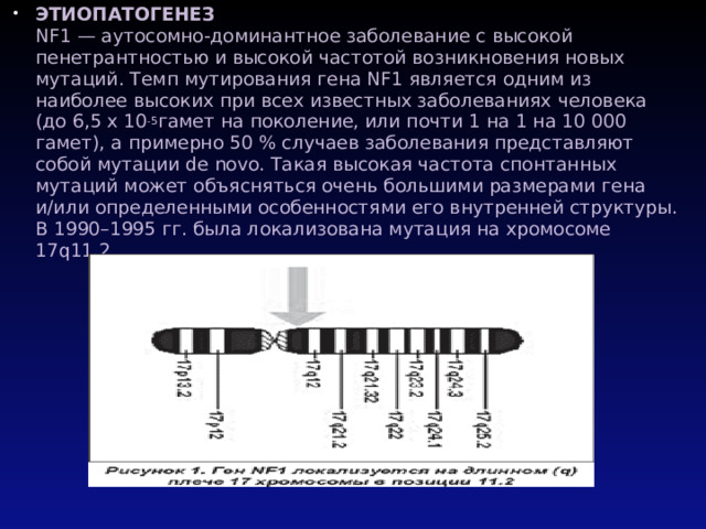 ЭТИОПАТОГЕНЕЗ  NF1 — аутосомно-доминантное заболевание с высокой пенетрантностью и высокой частотой возникновения новых мутаций. Темп мутирования гена NF1 является одним из наиболее высоких при всех известных заболеваниях человека (до 6,5 х 10 -5 гамет на поколение, или почти 1 на 1 на 10 000 гамет), а примерно 50 % случаев заболевания представляют собой мутации de novo. Такая высокая частота спонтанных мутаций может объясняться очень большими размерами гена и/или определенными особенностями его внутренней структуры. В 1990–1995 гг. была локализована мутация на хромосоме 17q11.2.   